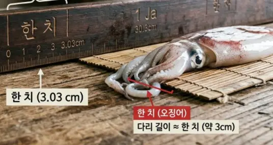 한치는-몇cm