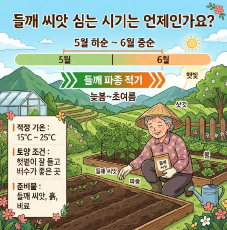 들깨-파종시기